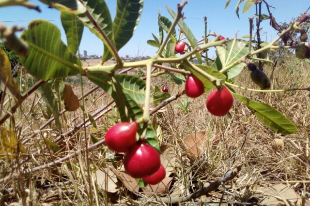 Cajuzinho-do-cerrado