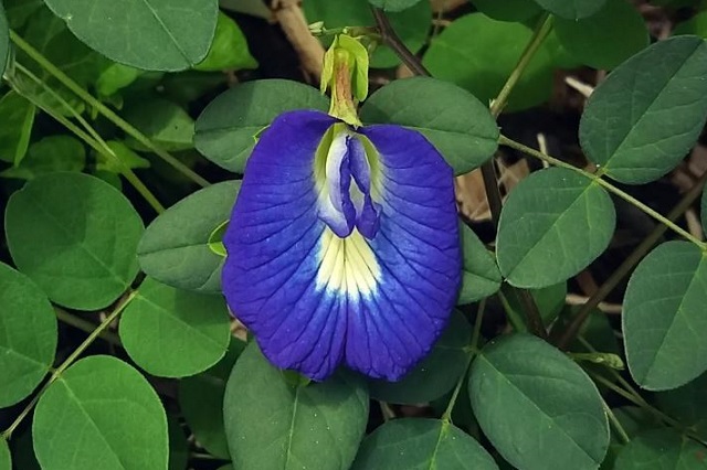 clitoria