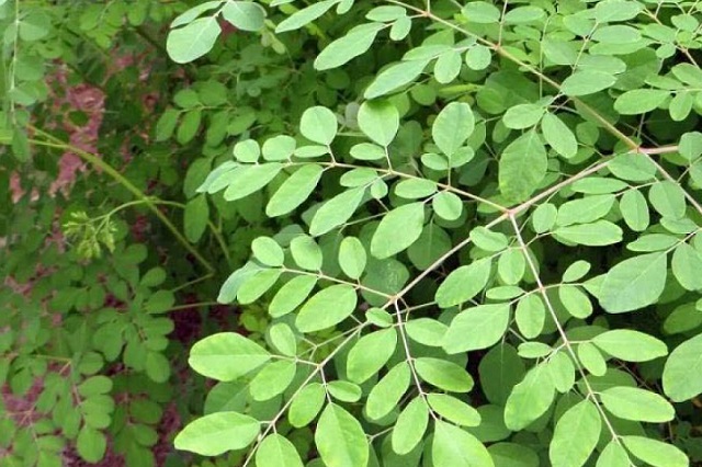 moringa
