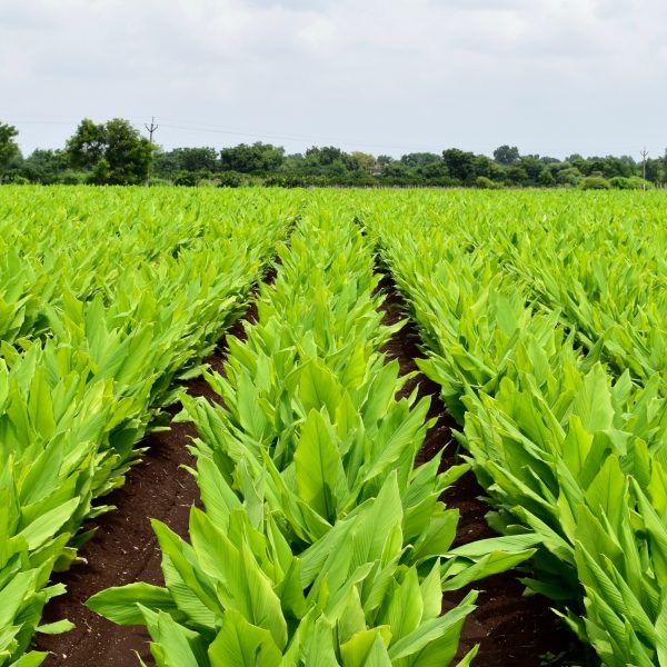 Figura 03 - Açafrão-da-terra