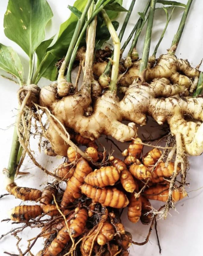 Figura 08 - Açafrão-da-terra