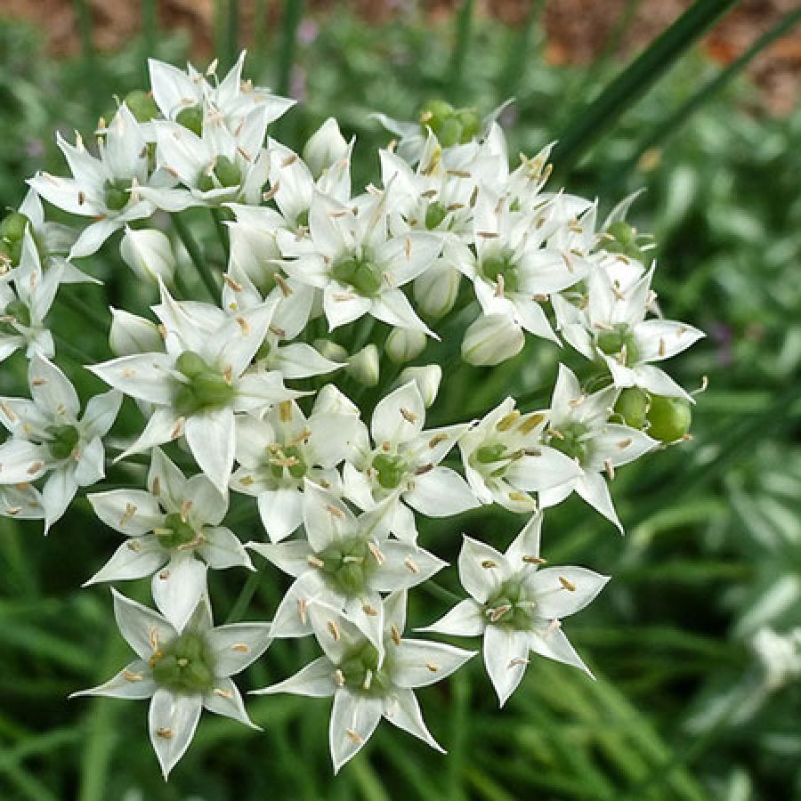 Figura 02 - Flor do Alho-nirá