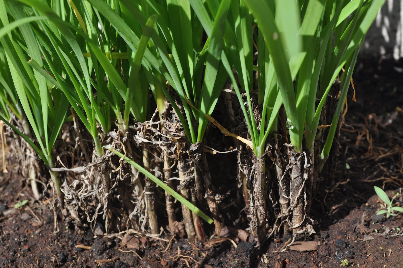 Figura 04 - Alho-nirá