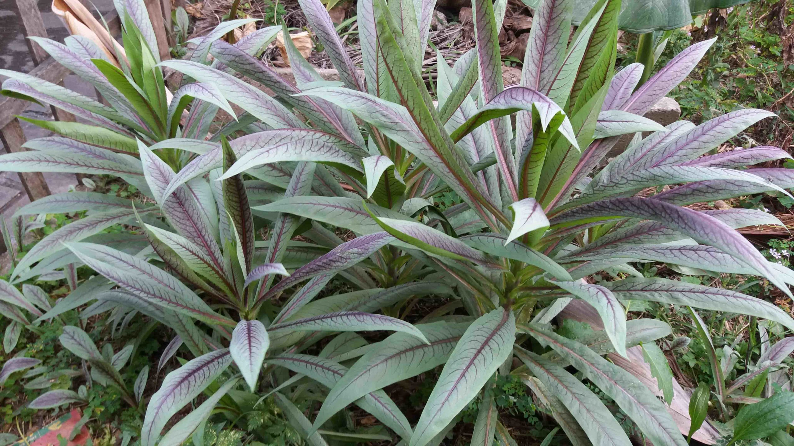 Figura 09 - Almeirão-roxo