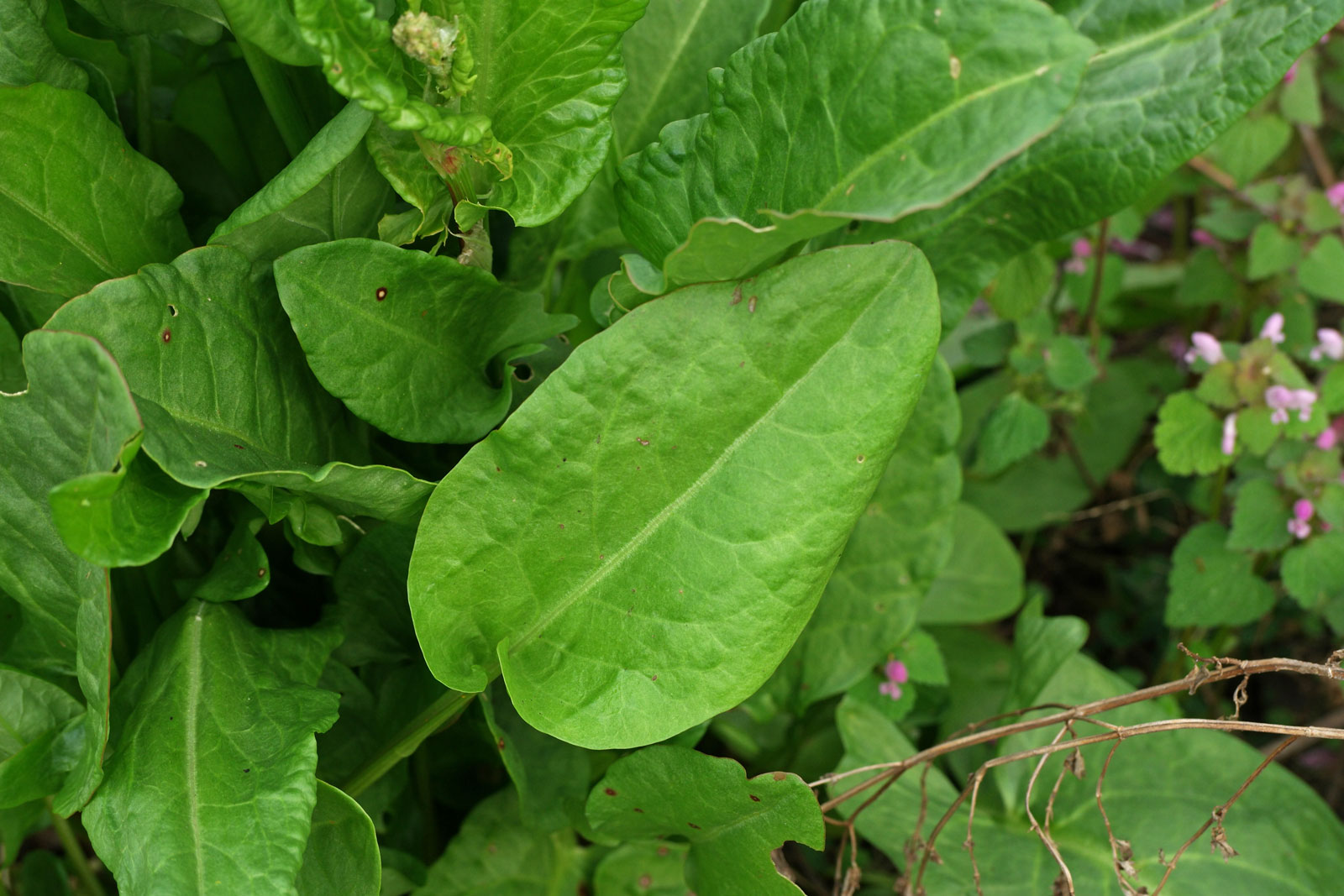 Figura 05 - Azedinha