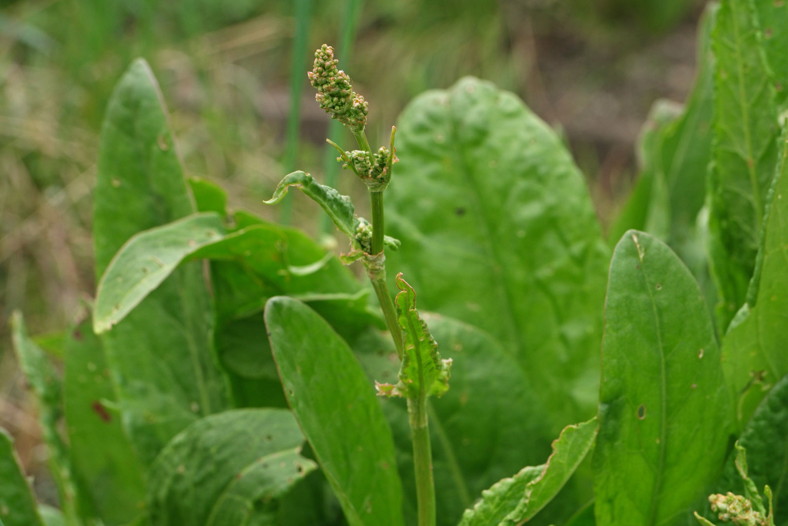 Figura 06 - Azedinha