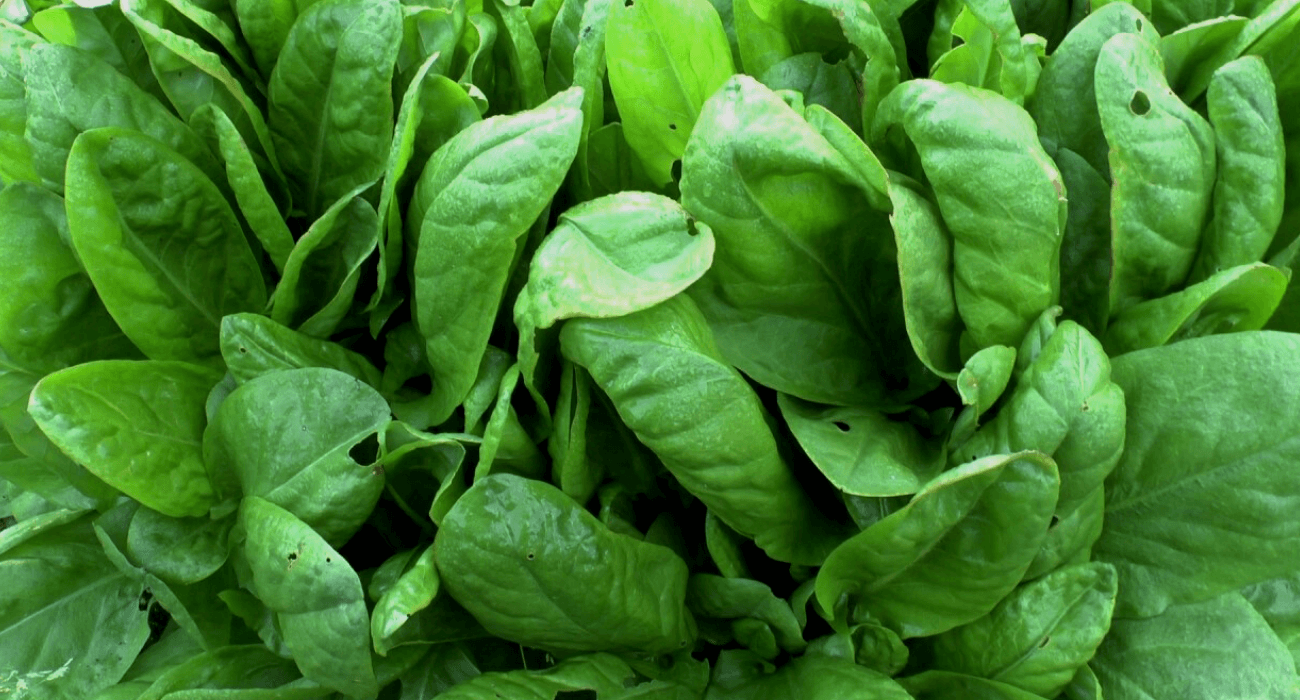 Figura 08 - Azedinha