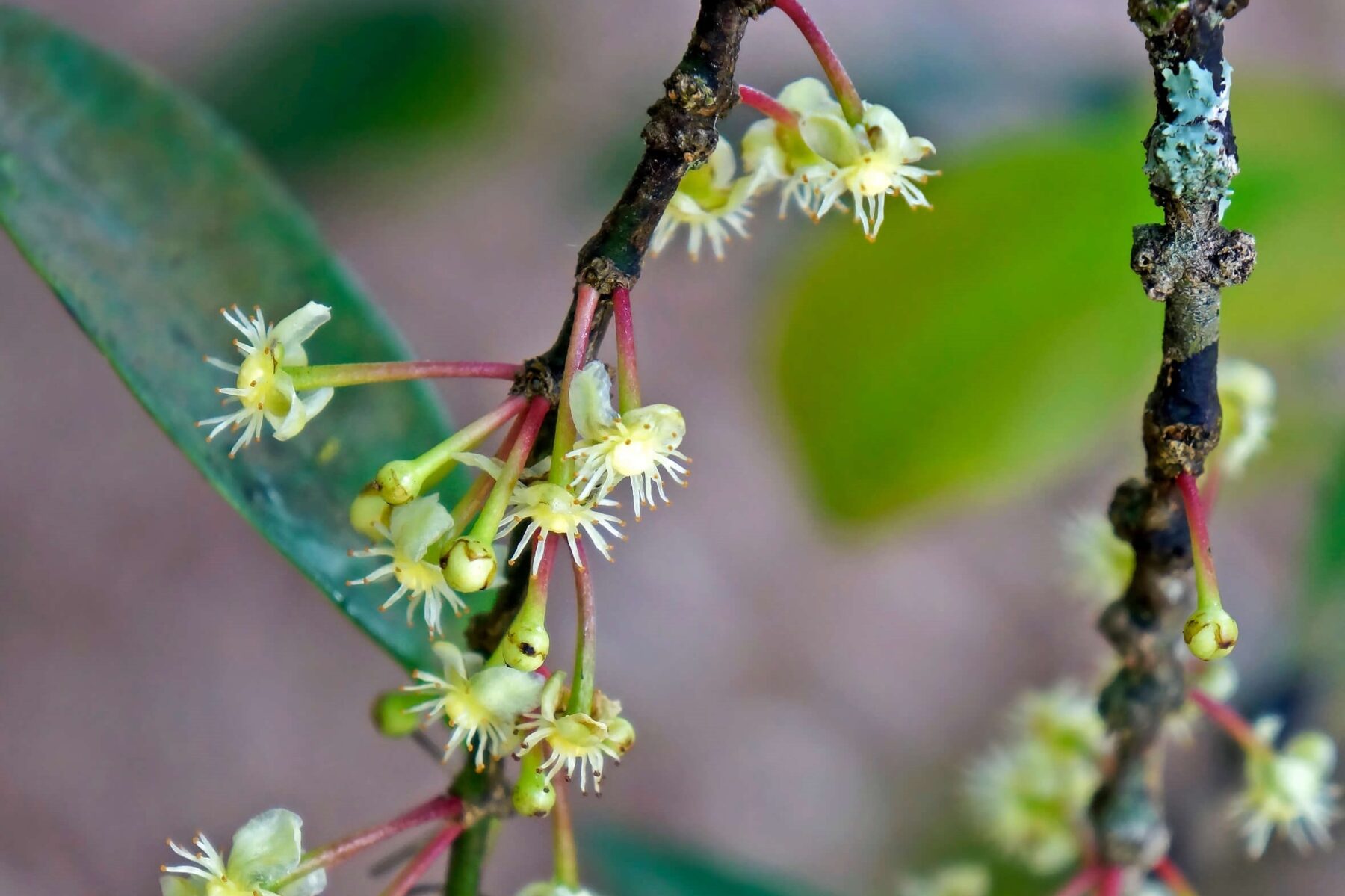 Figura 08 - Bacupari