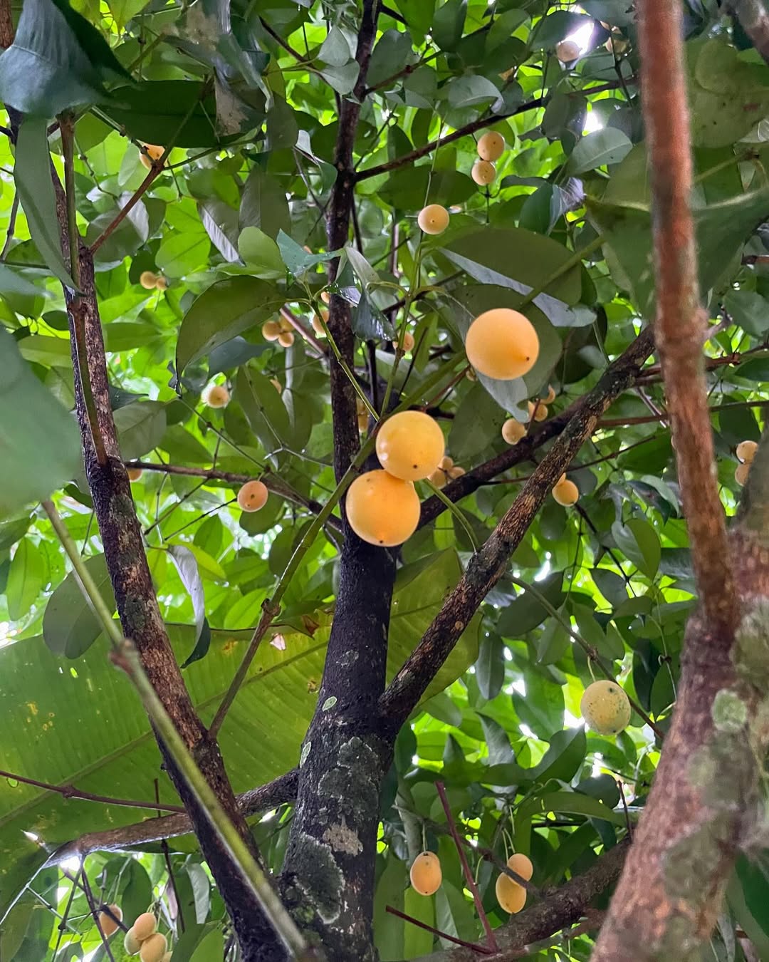 Figura 09 -  Bacupari