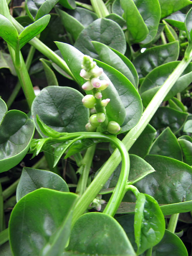 Figura 03 - Bertalha