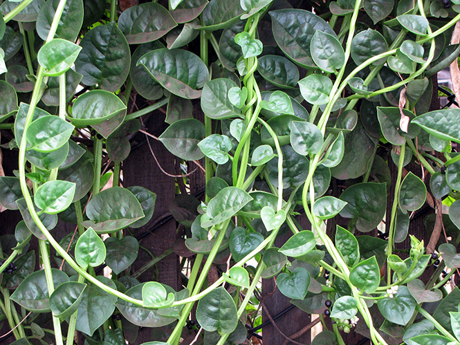 Figura 04 - Bertalha