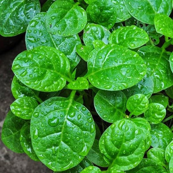 Figura 08 - Bertalha