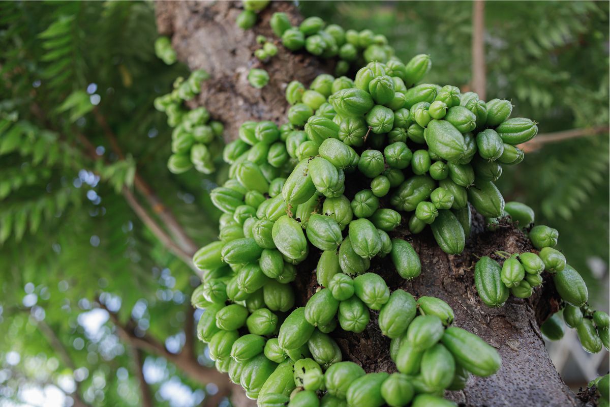 Figura 03 - Biribiri