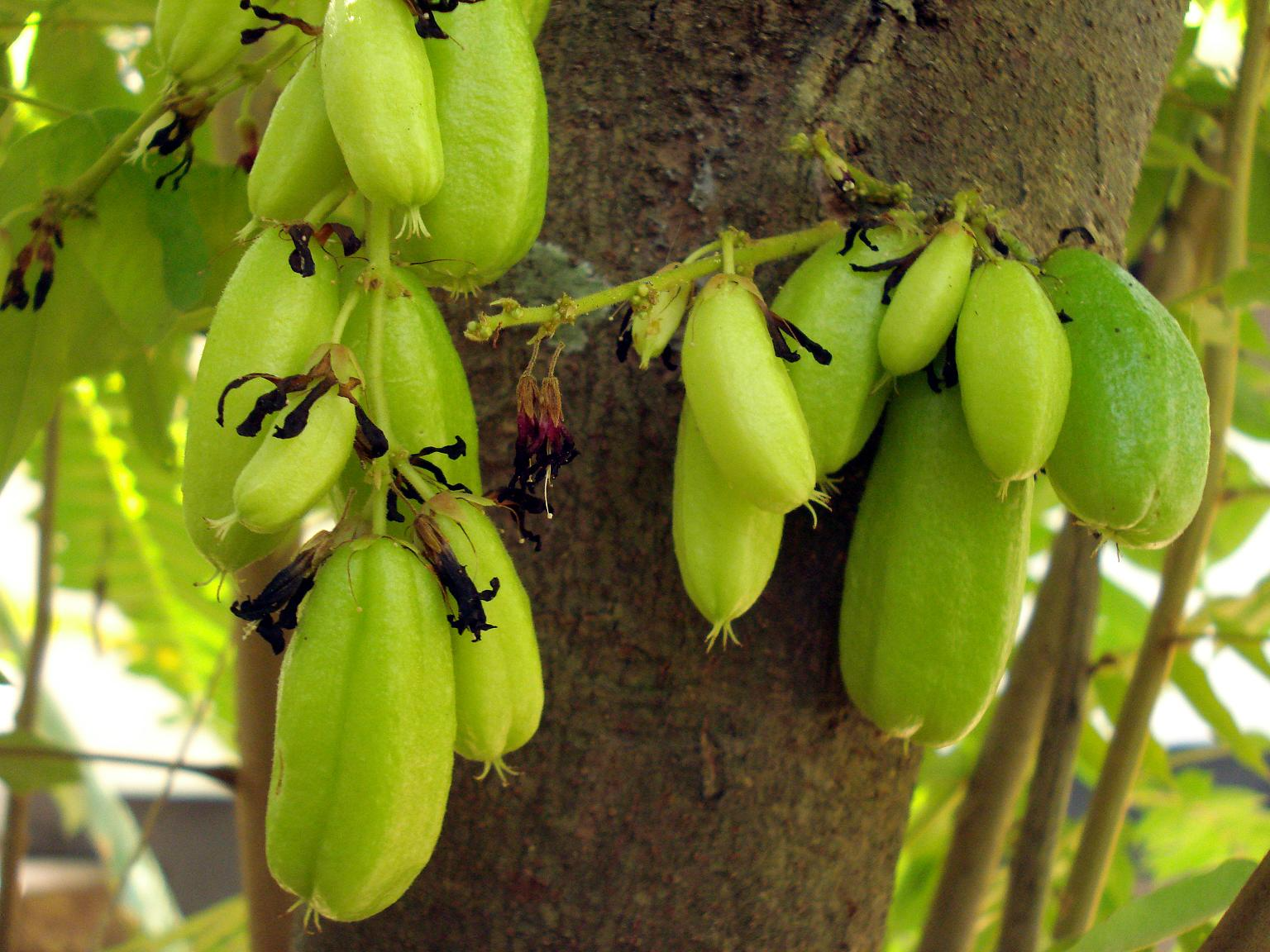 Figura 05 - Biribiri