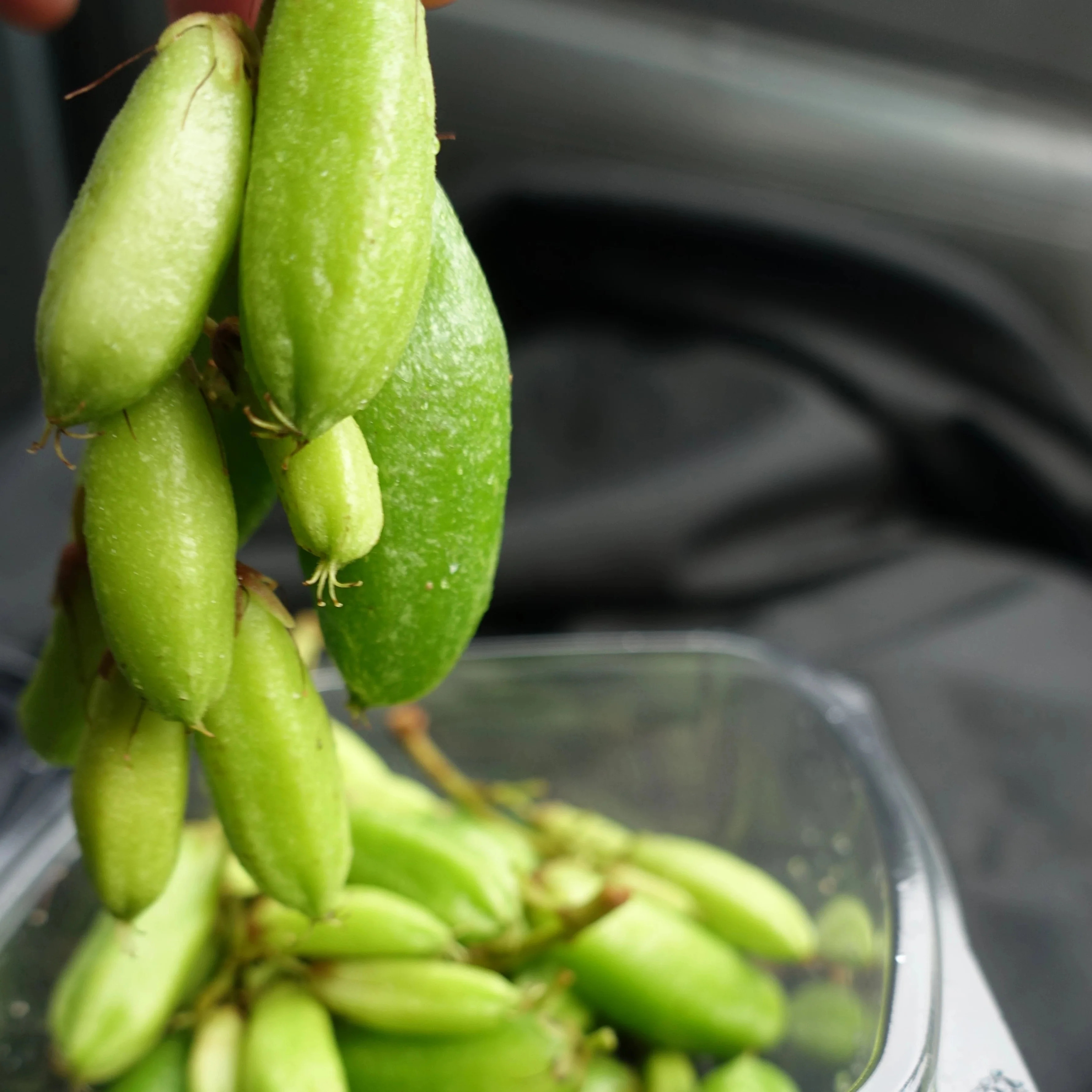 Figura 08 - Biribiri