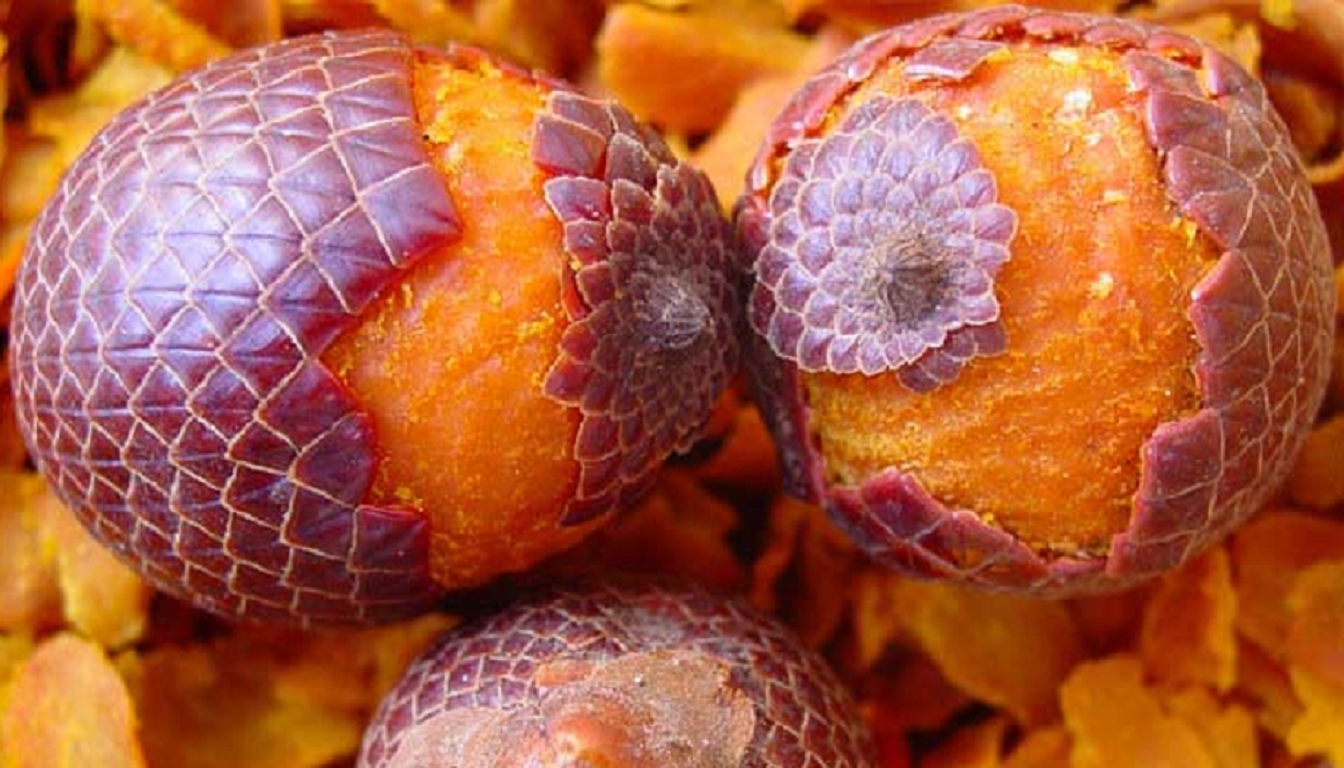 Figura 04 - Buriti