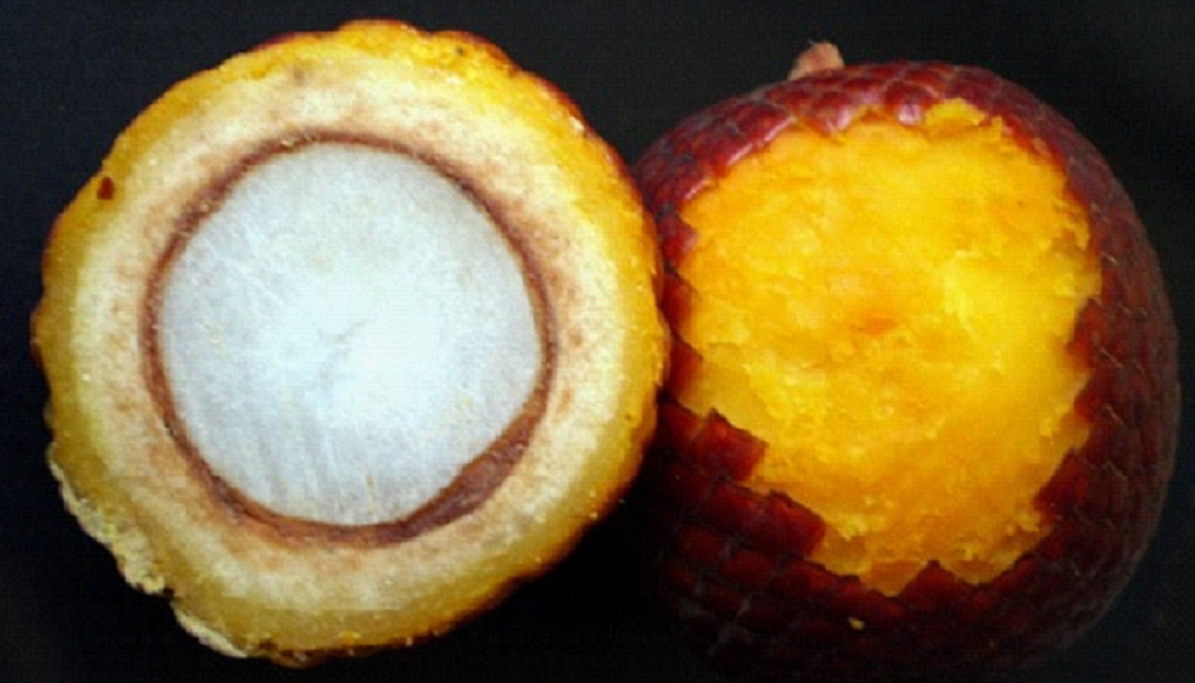 Figura 07 - Buriti