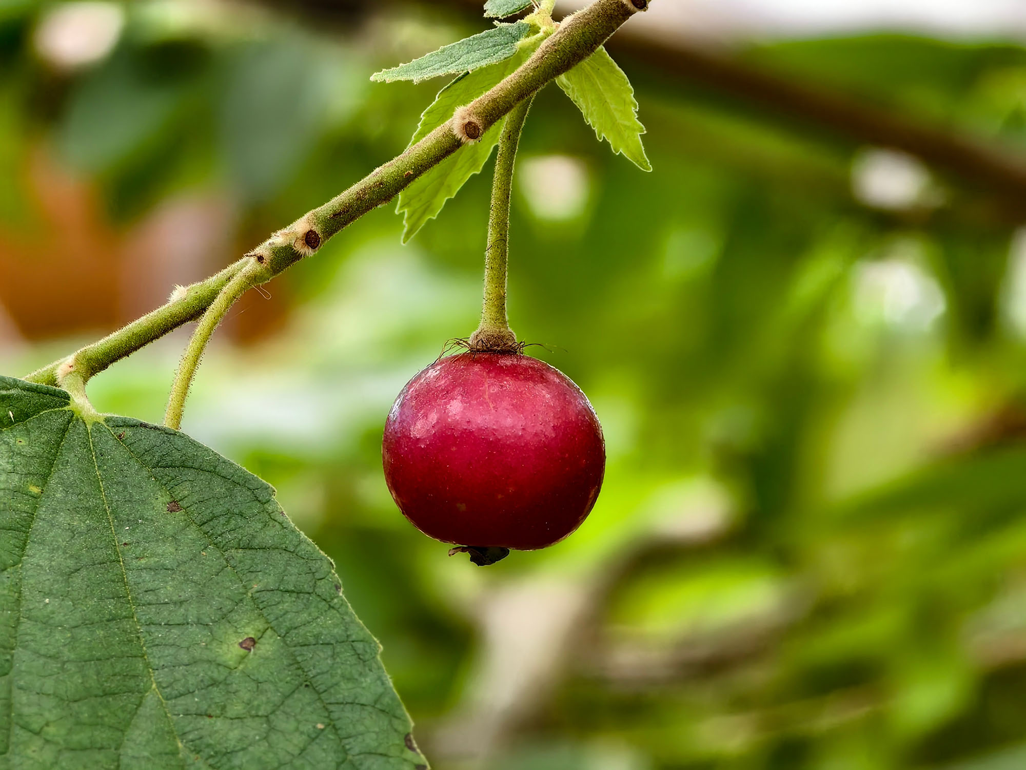 Figura 06 - Calabura