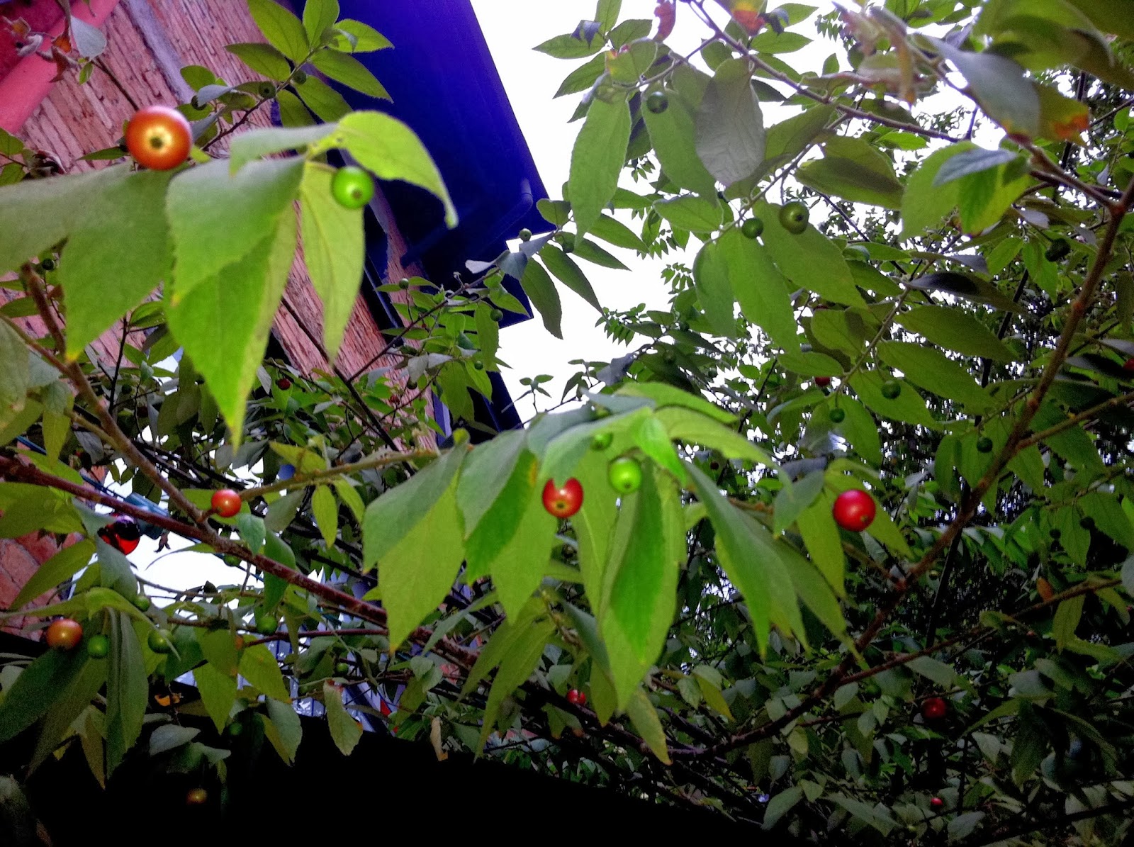 Figura 07 - Calabura