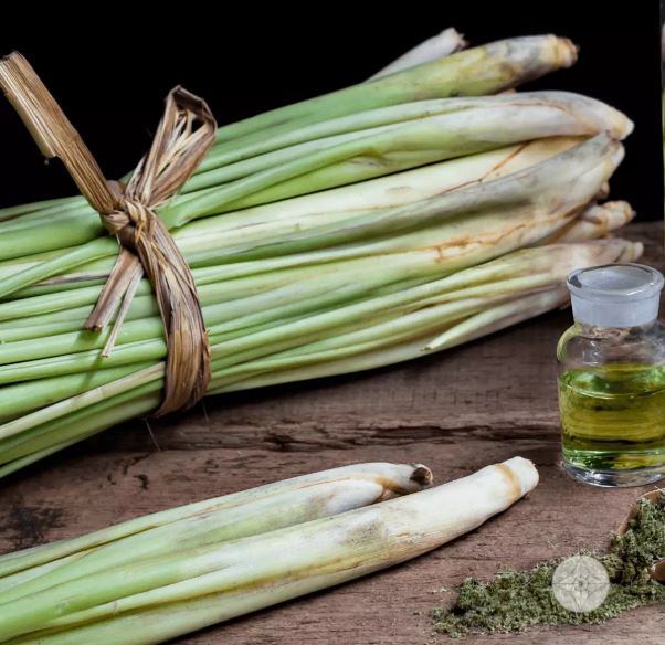 Figura 03 - Talos de Capim-limão