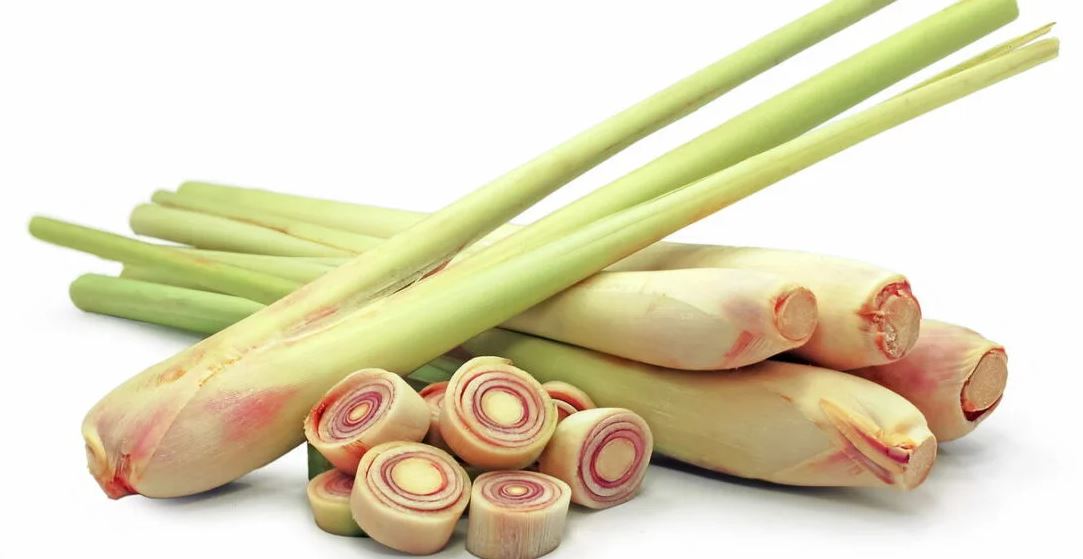 Figura 05 - Talos de Capim-limão