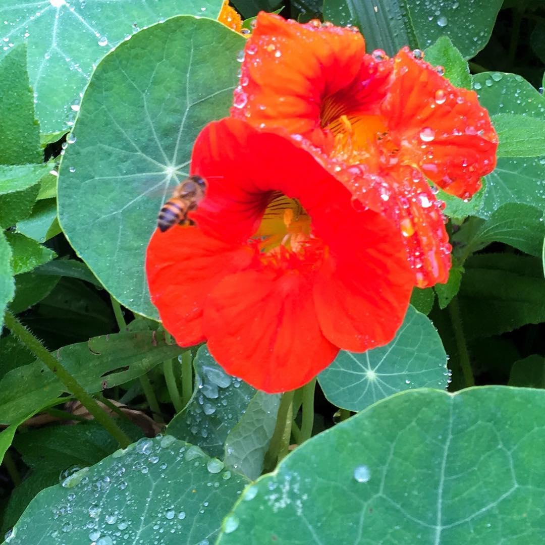 Figura 08 - Capuchinha