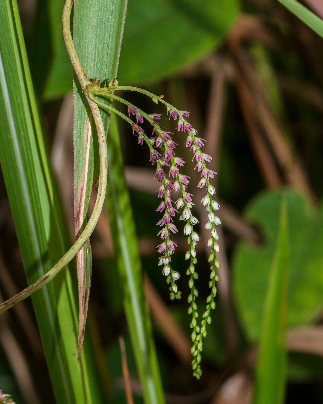 Figura 09 - Cará-moela
