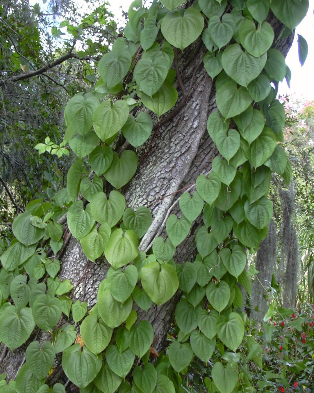 Figura 10 - Cará-moela