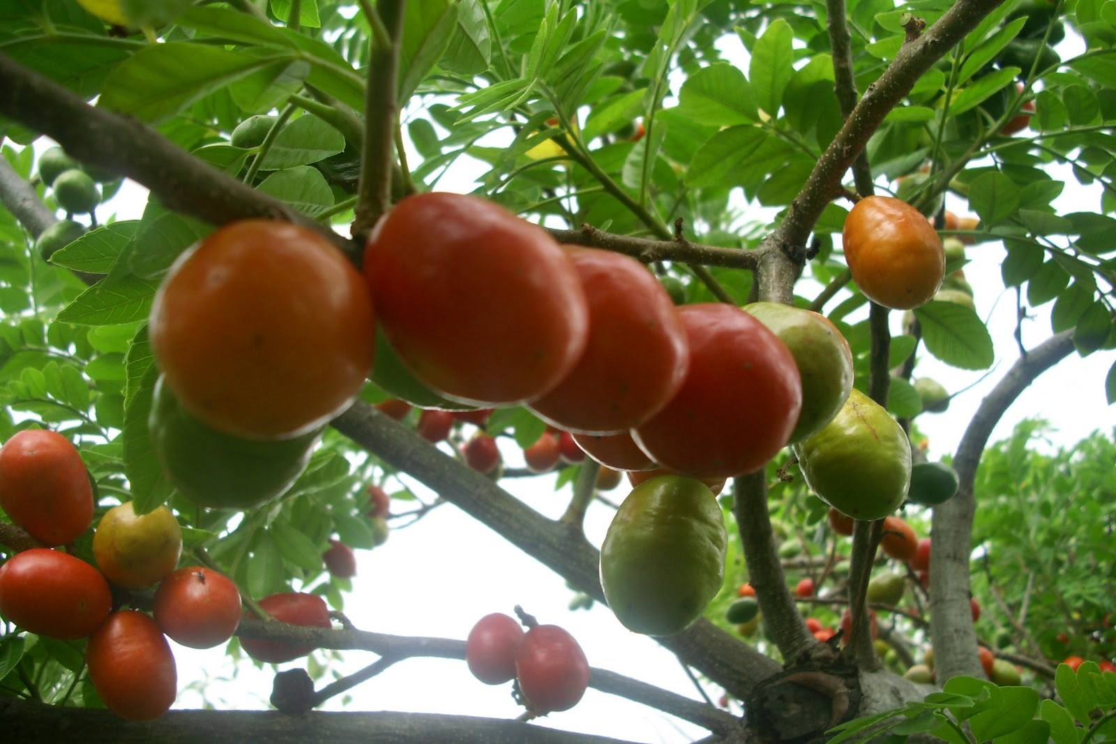 Figura 01 - Ciriguela