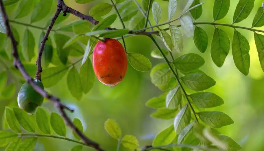 Figura 05 - Ciriguela