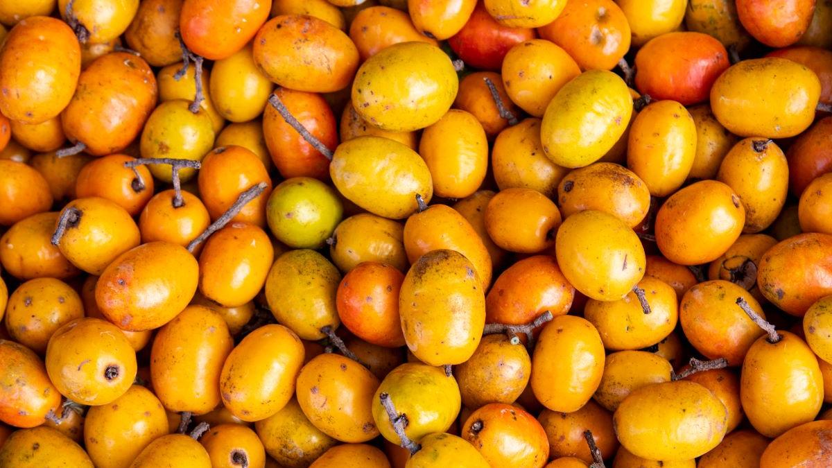 Figura 08 - Ciriguela