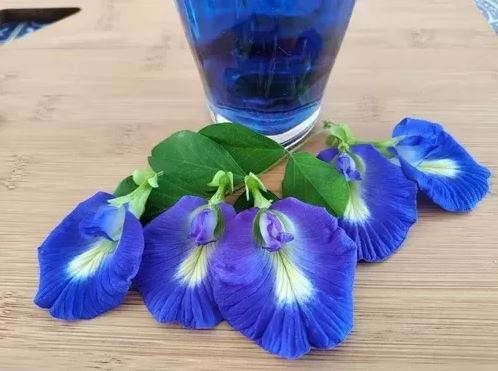 Figura 05 - Clitória