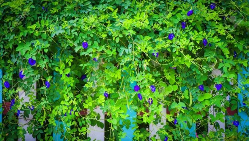 Figura 06 - Clitória