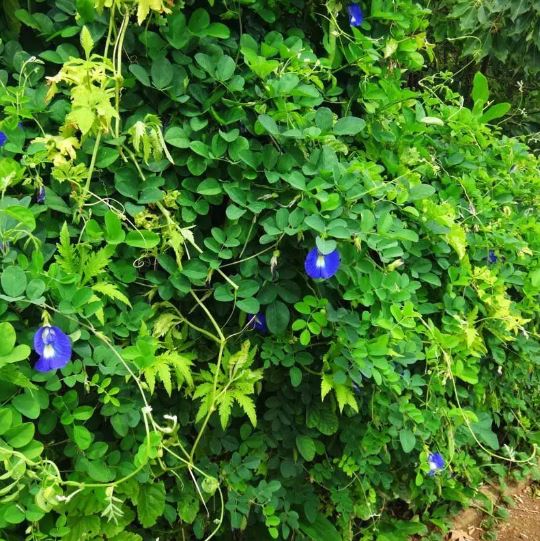 Figura 07 - Clitória