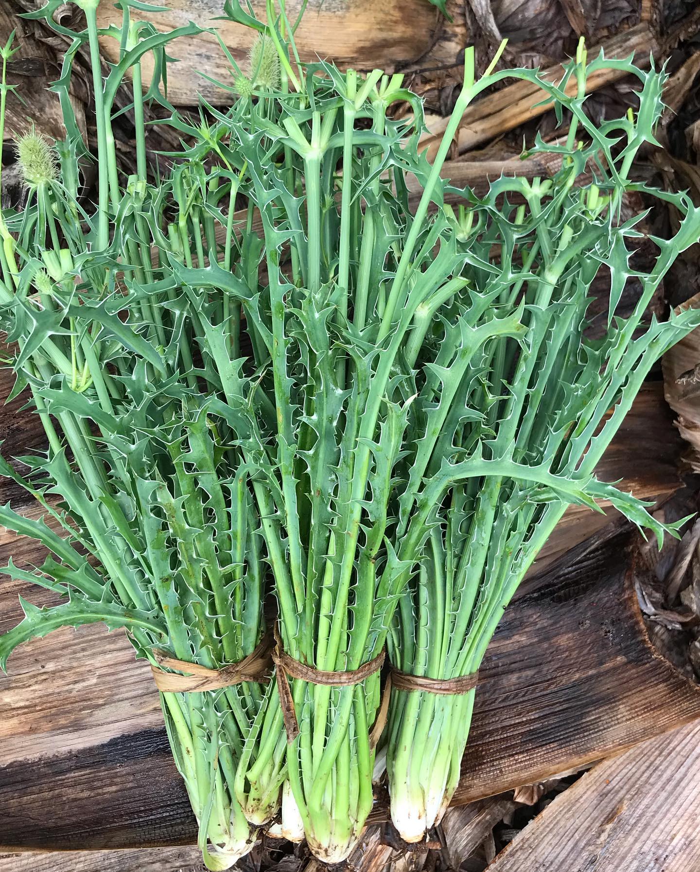 Figura 01 - Coentro-selvagem