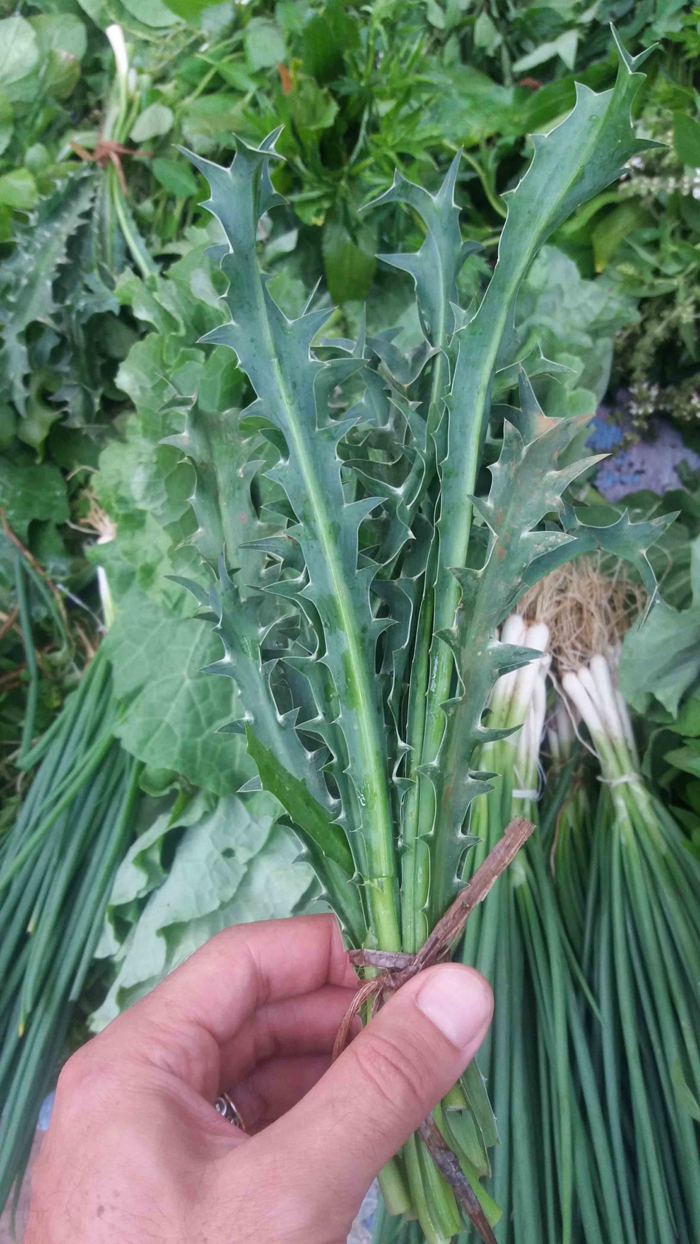 Figura 02 - Coentro-selvagem