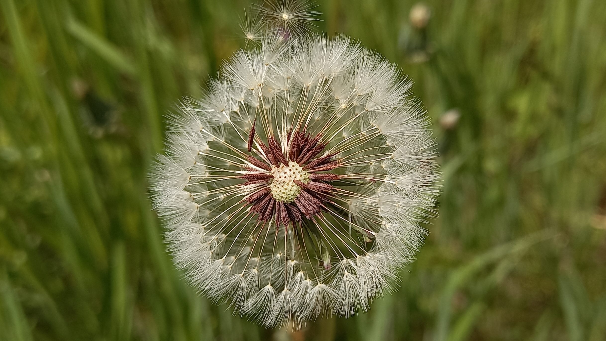Figura 01 - Dente-de-leão