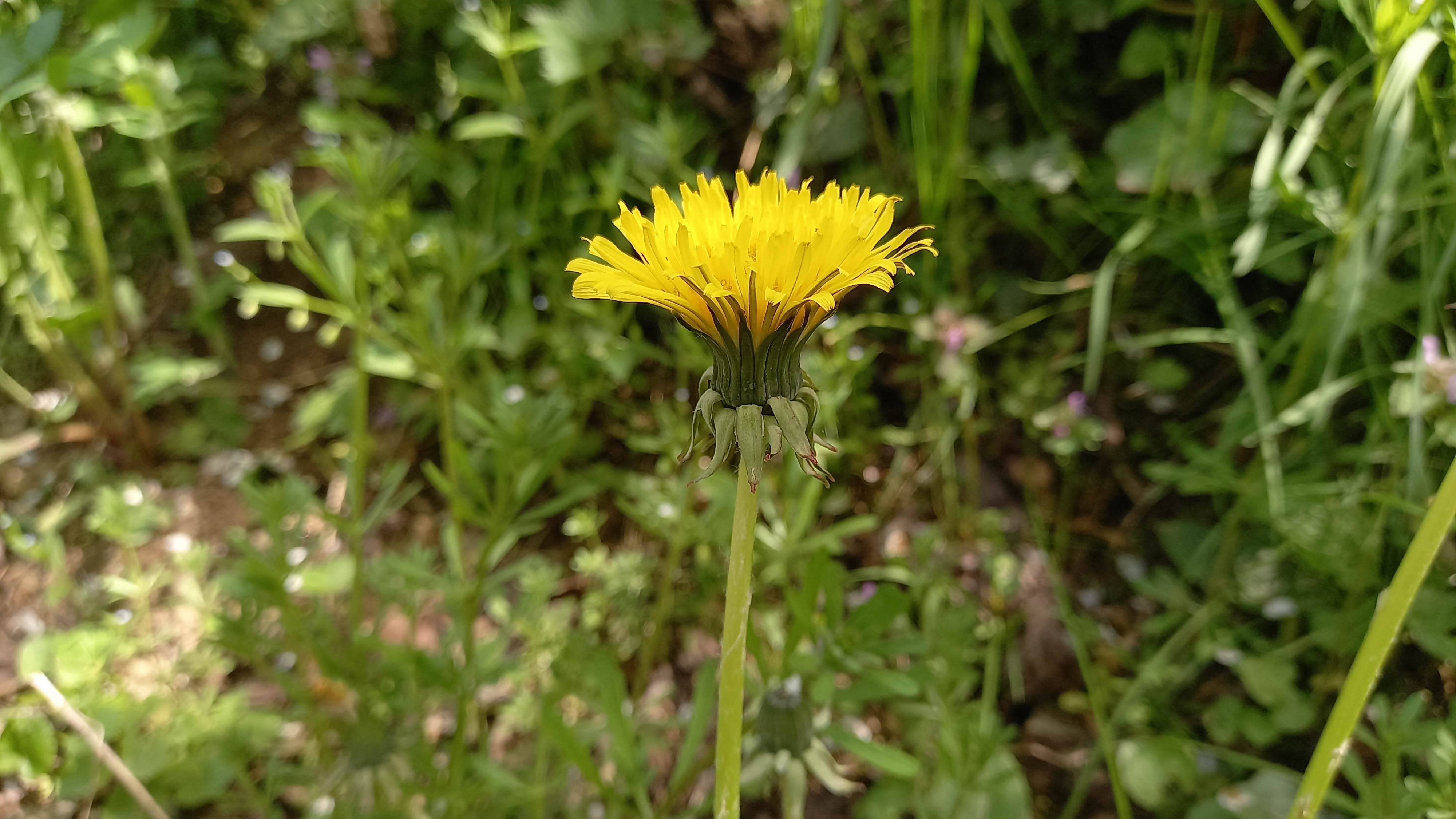 Figura 03 - Dente-de-leão