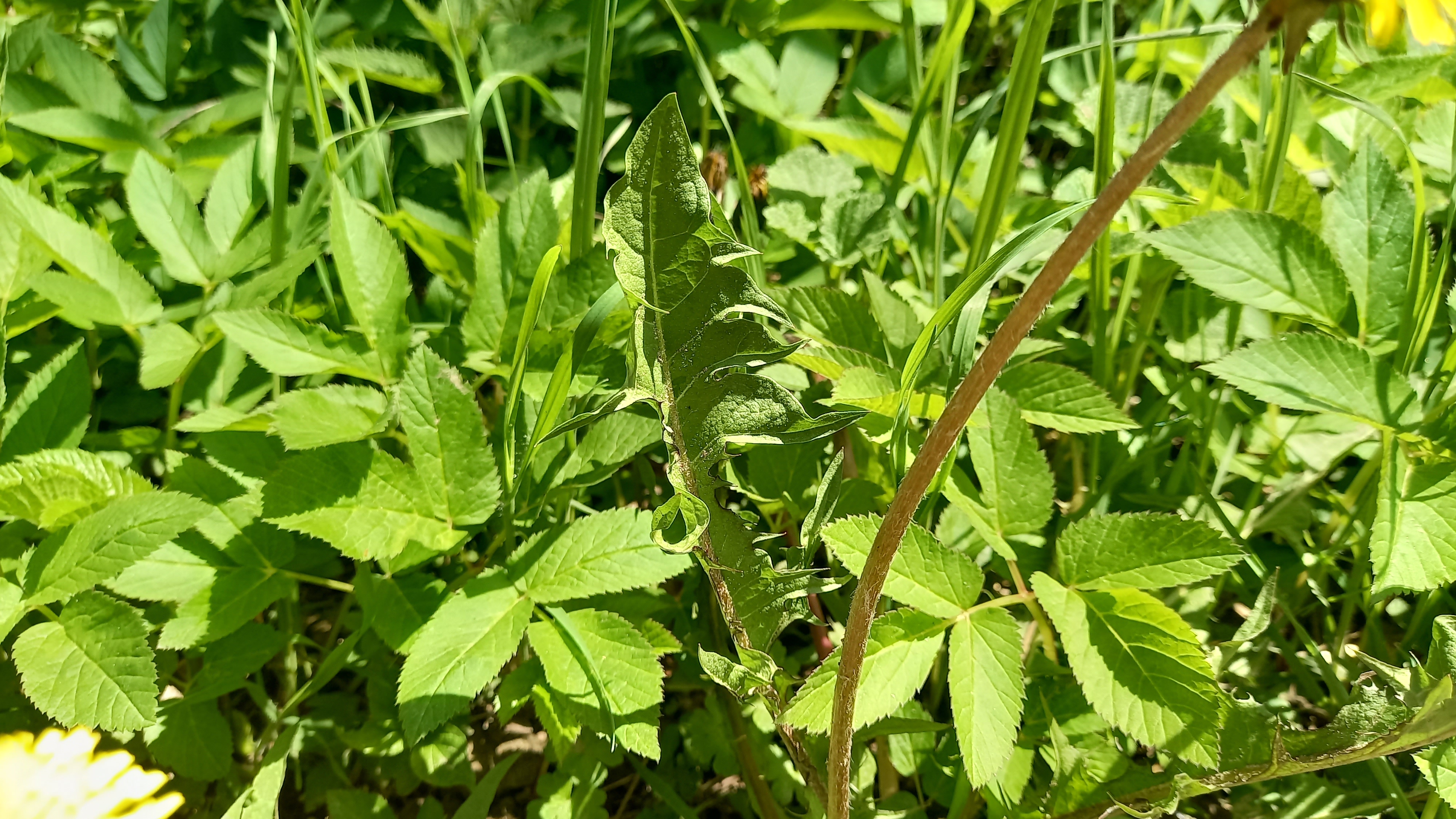 Figura 06 - Dente-de-leão