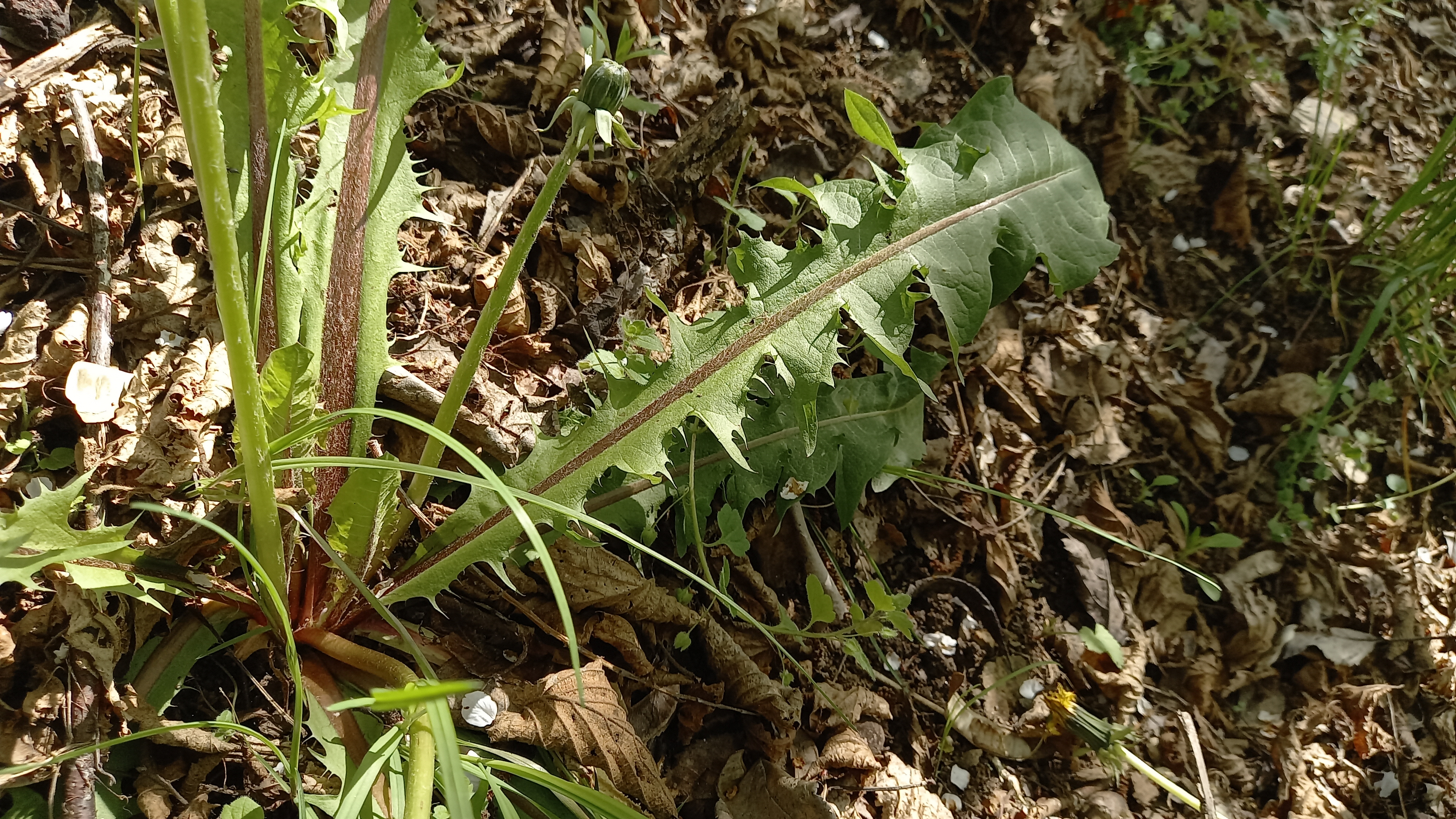 Figura 08 - Dente-de-leão