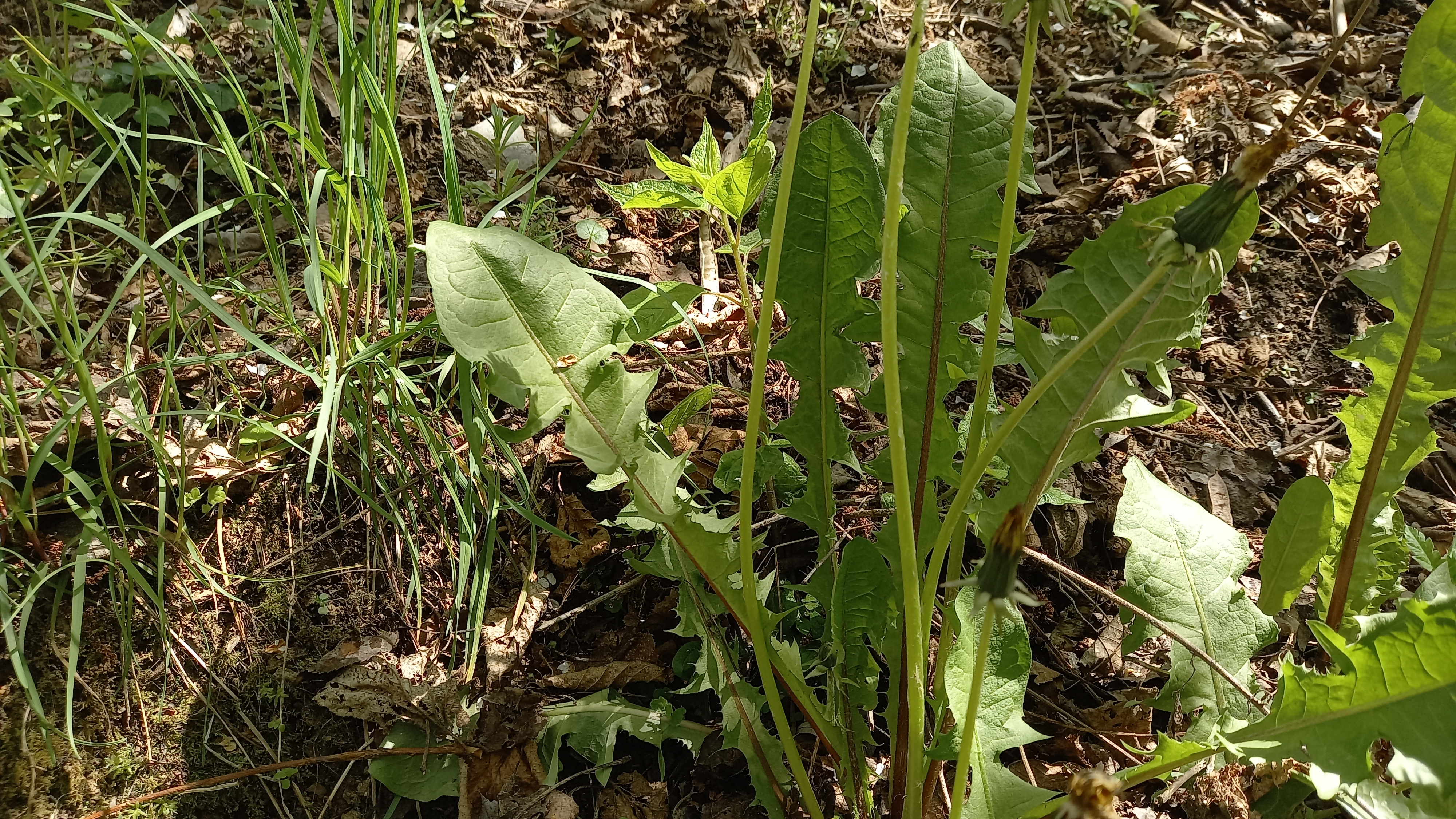 Figura 09 - Dente-de-leão