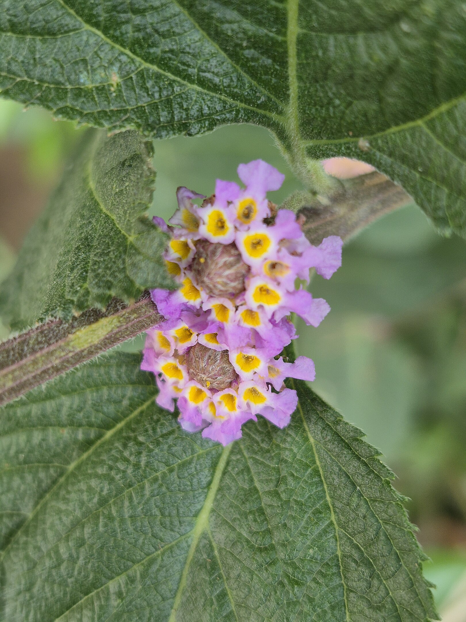 Figura 01 - Erva-cidreira