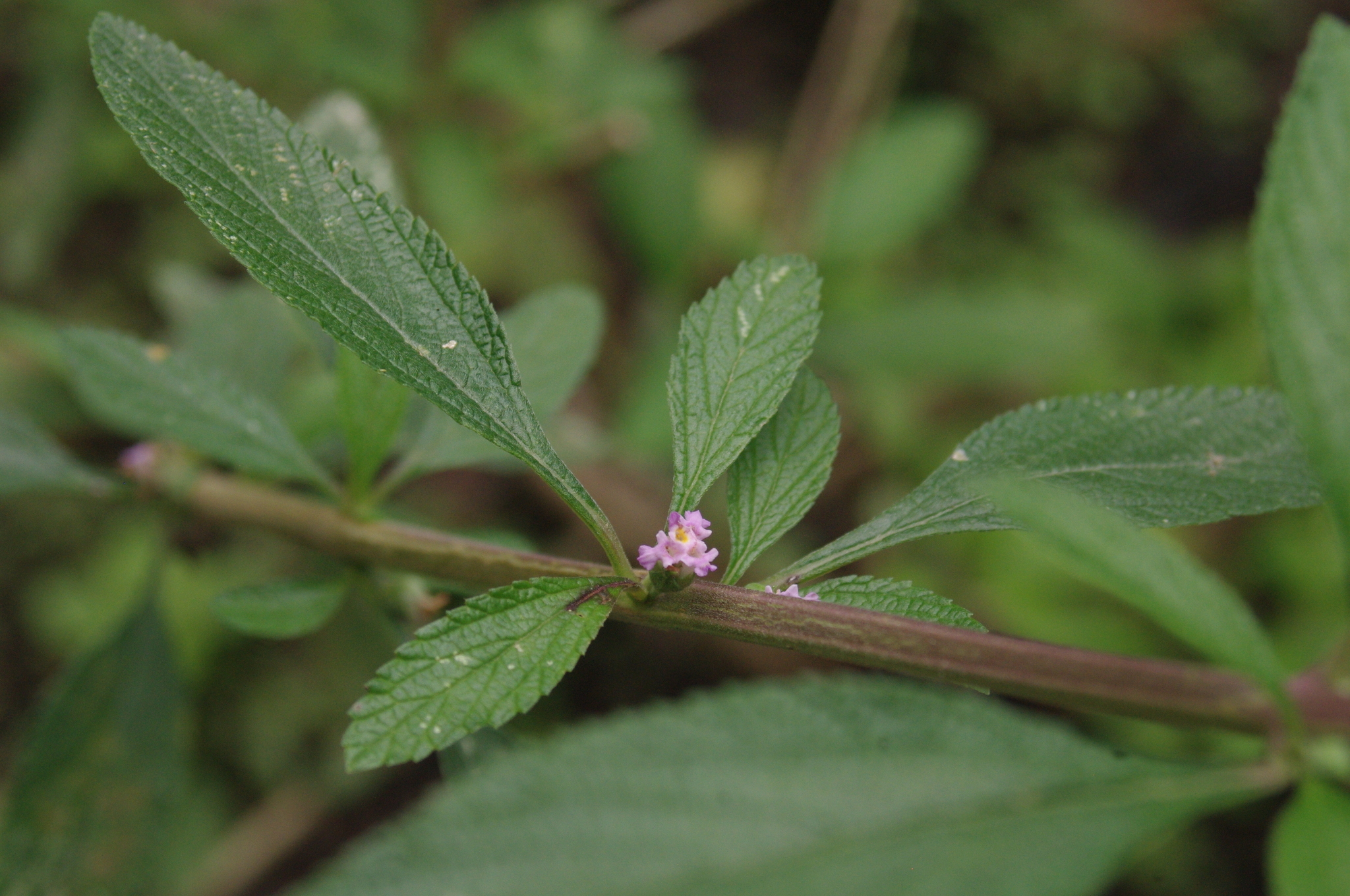 Figura 09 - Erva-cidreira