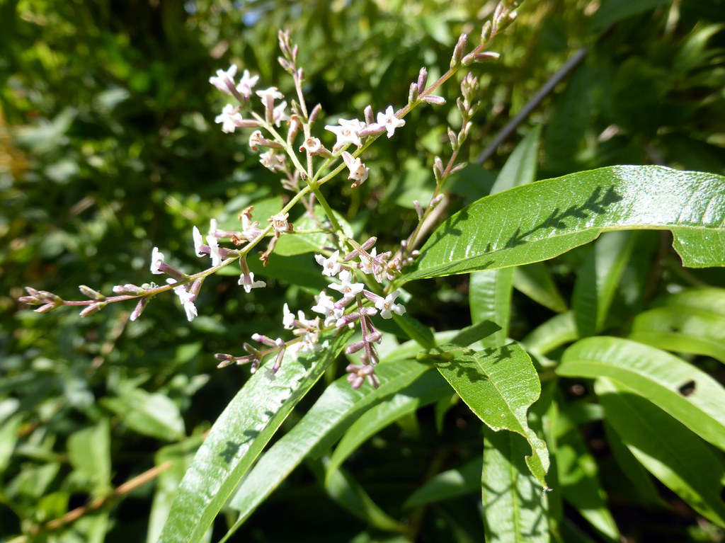 Figura 07 - Erva-luisa