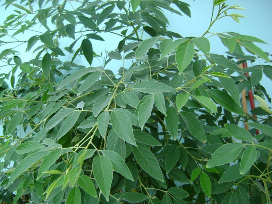 Figura 02 - Feijão Guandu