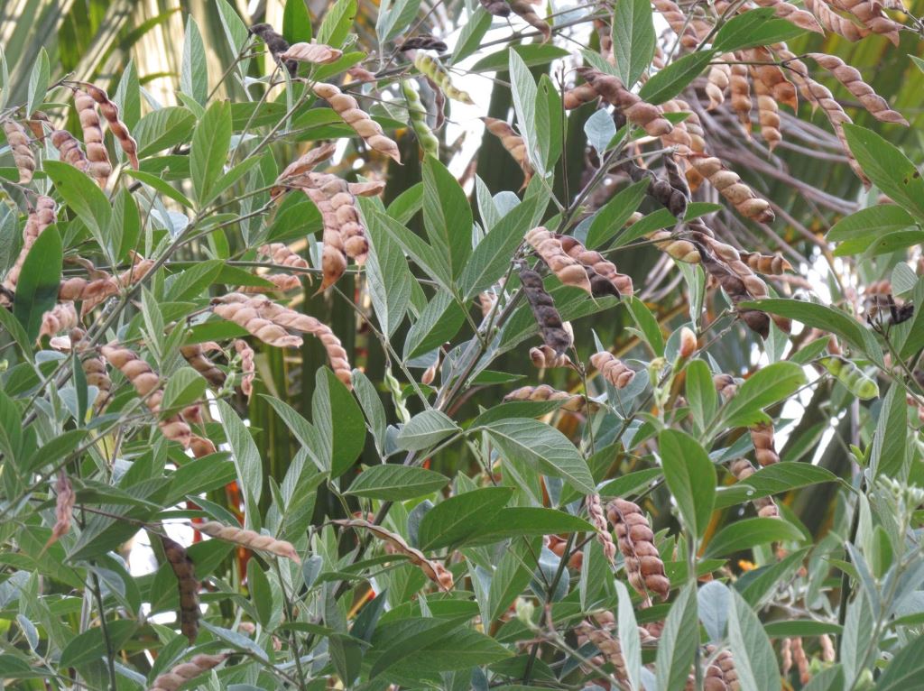 Figura 04 - Feijão Guandu