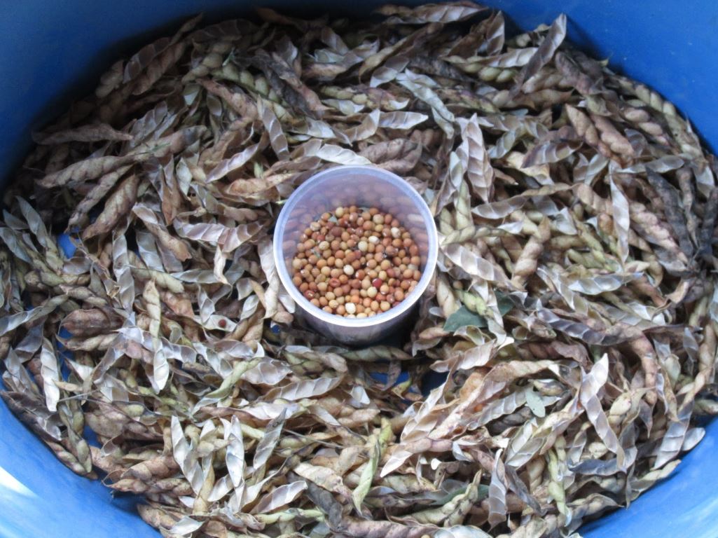 Figura 05 - Feijão Guandu