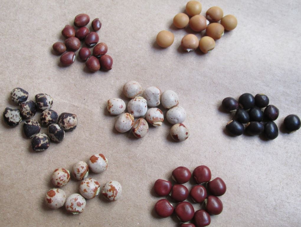 Figura 06 - Feijão Guandu