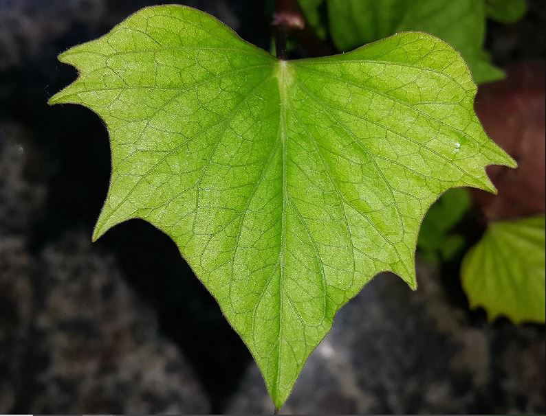 Figura 01 - Folhas da Batata Doce