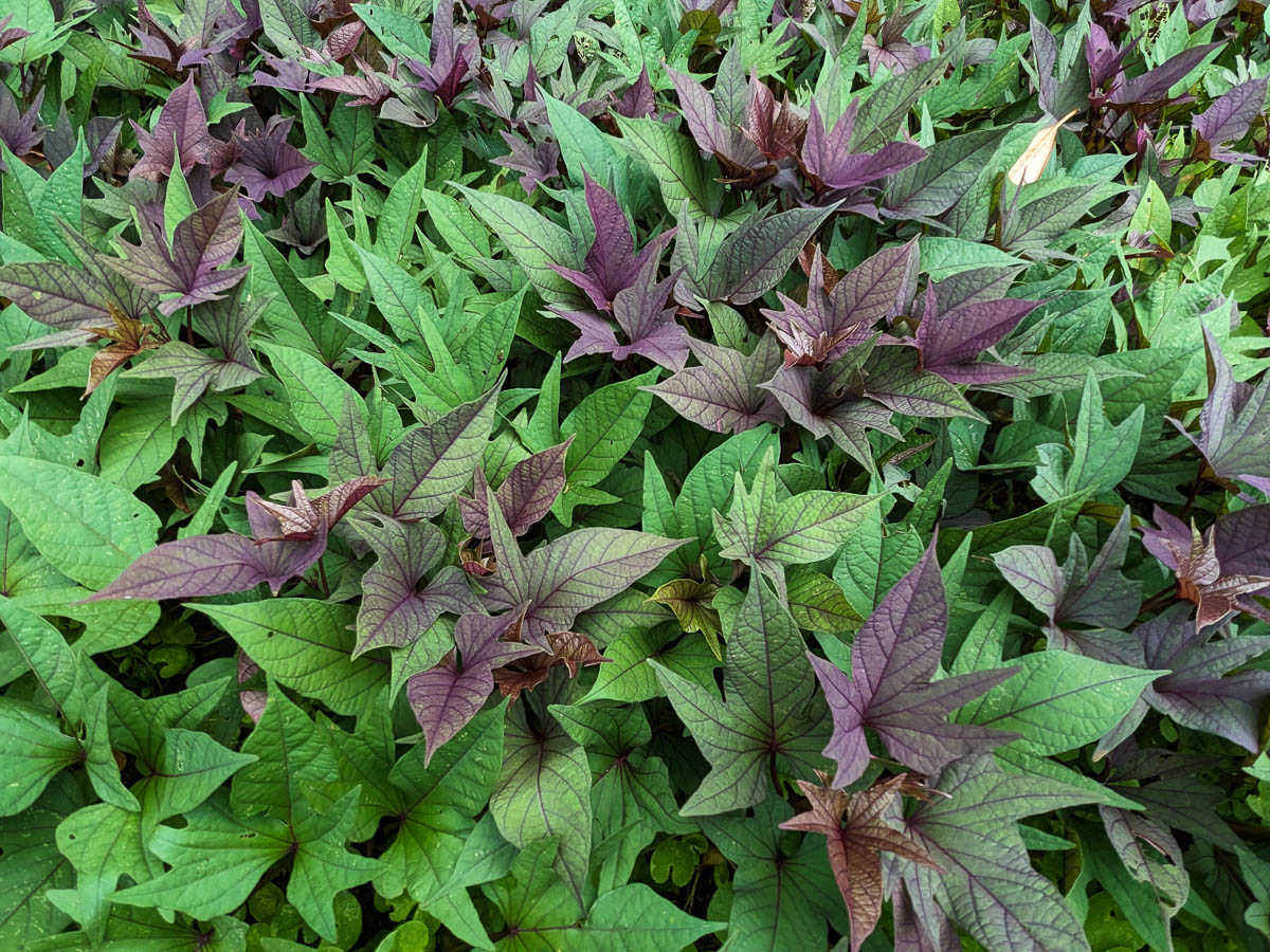 Figura 06 - Folhas da Batata Doce